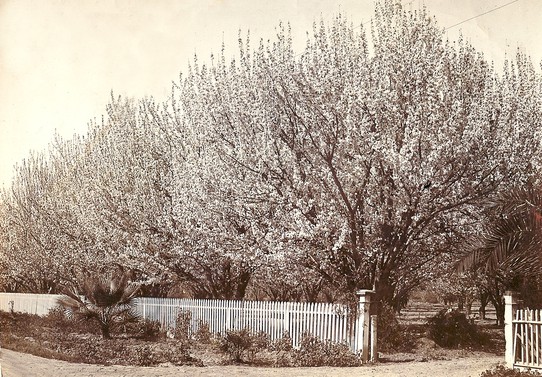 Early photo of fruit trees in bloom on the Kirk Ranch. (This is the site of the driveway entrance to the property today.)