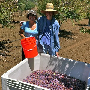 Gilroy Plum Orchard Aug 2012-1