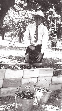 Sidney Farrington inspecting his cherry crop