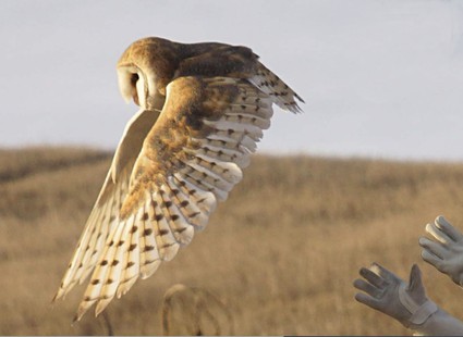 Barn owl released back into the wild