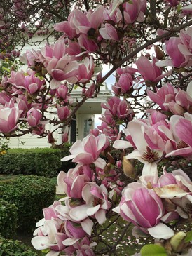 Saucer magnolia blossoms in spring