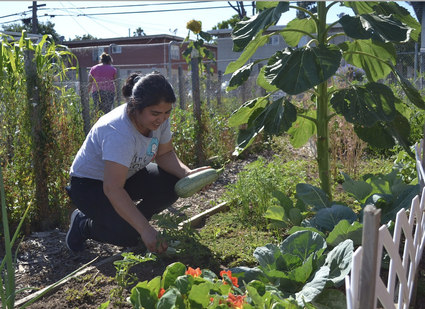 Growing organic vegetables in a home garden