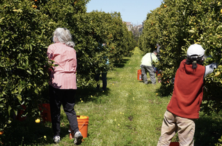 Village Harvest volunteers at work harvesting 1,500 orange trees in North San Jose