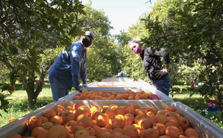 A total of 255,000 pounds of fruit went to local food banks in 2022