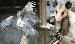 Two examples of injured animals treated at the Center:  a hawk whose feathers were burned by a land fill incinerator and a baby opossum caught in deer netting