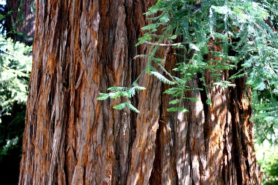 Close-up of the Theo Kirk redwood tree