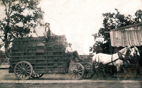 Hauling prunes on the Kirk Ranch, late 1800s