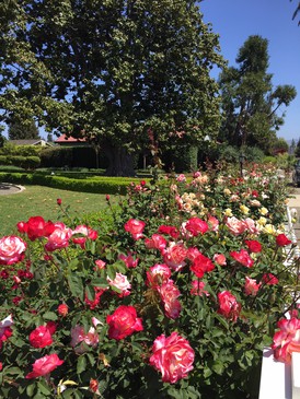 The spring rose garden is a riot of color and fragrance