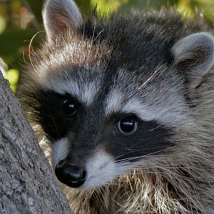 raccoon.jpg